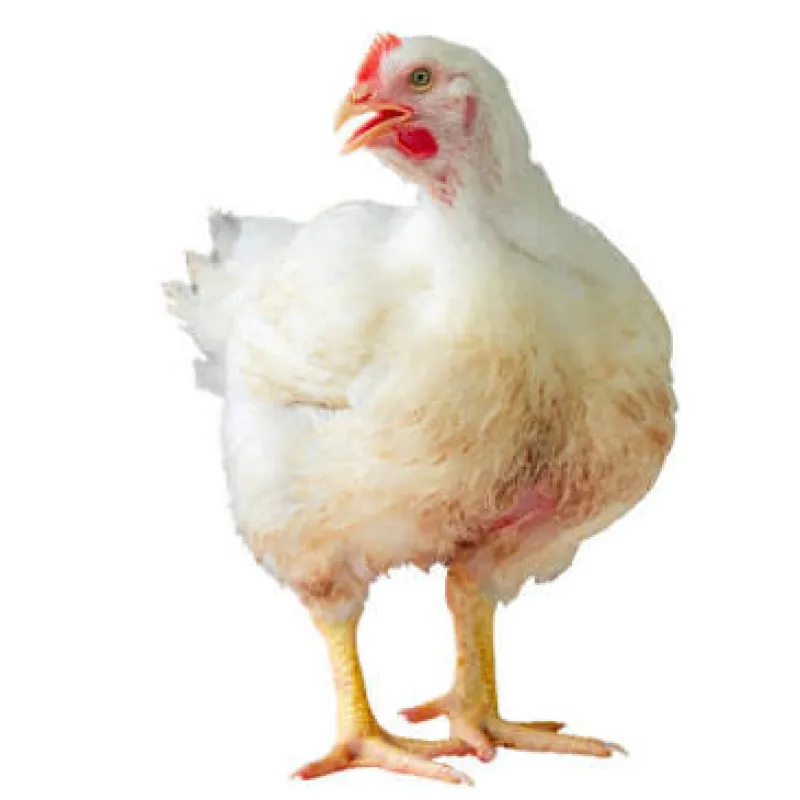 Broiler Chicken